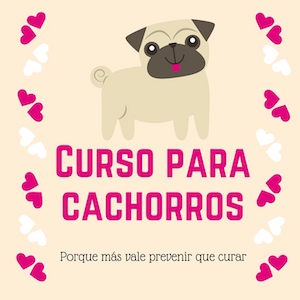 curso para cachorros