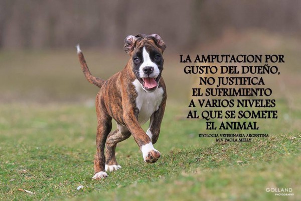 amputacion orejas y cola amputacion orejas y cola.jpg