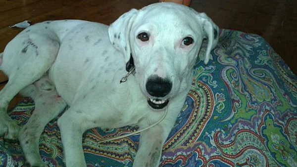 problemas de comportamiento en perros problemas de comportamiento en perros.jpg