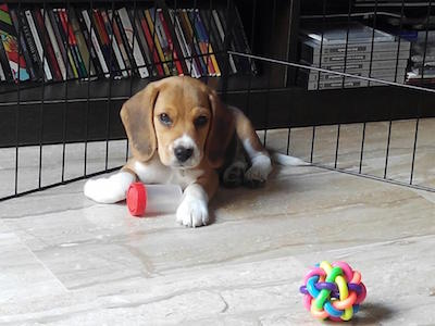 adiestramiento para cachorros.jpg adiestramiento para cachorros.jpg