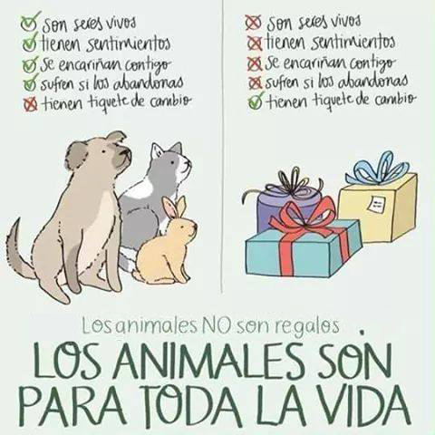 no regales abandono no regales abandono.jpg
