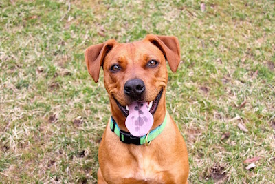 adiestramiento canino.jpg adiestramiento canino.jpg
